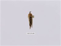 藏品(著蕊尾舟蛾)的圖片